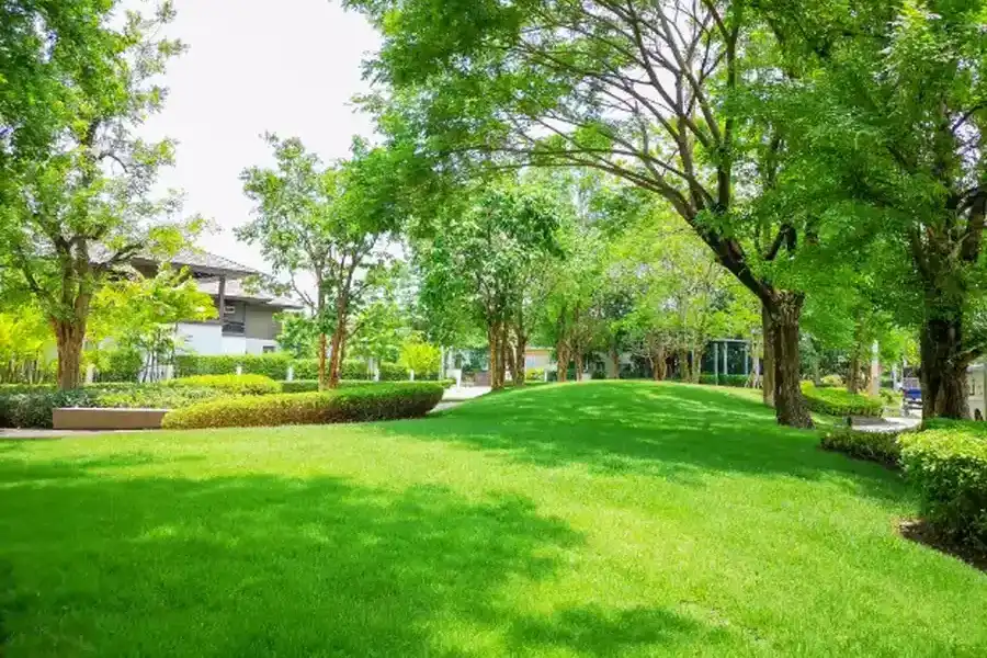 Importance Of Regular Lawn Maintenance For A Healthy Yard Peoria, AZ